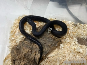 1.3 Pituophis melanoleucus lodingi NZ 2025, schwarze Kiefernatter Bild 3 1.3 Pituophis melanoleucus lodingi NZ 2025, schwarze Kiefernatter Bild 3