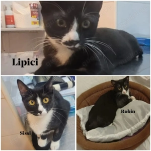 Lipici & Sissi und Robin  3 kleine Maskenkatzen suchen ihr spannendes Zuhause