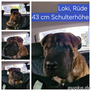 Shar-Pei-Husky-Mix-Welpe LOKI  