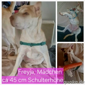 Shar-Pei-Husky-Mix-Welpe FREYJA