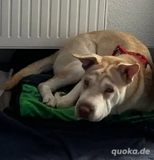 SOS !!! Shar Pei Husky Mix Freyja