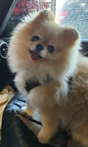Zauberhafter kleiner Pomeranian Bärchen Rüde 