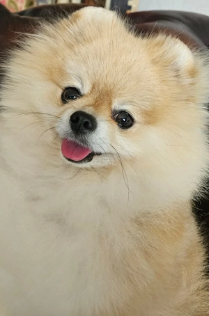 Bezaubernder echter kleiner Pomeranian Bärchen Rüde