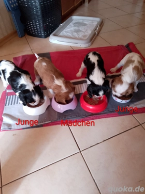 Cavalier King Charles Spaniel suchen ein neues Zuhause 