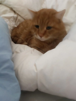 Suche ruhige 1-2 Zi.-Wohnung  in Mosbach ( KM 420 Eur.)