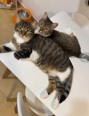 Mira & Rona Freundliche Katzenmädels suchen ihre Kuschelfamilie