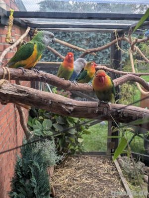 suche unzertrennliche oder Papageien