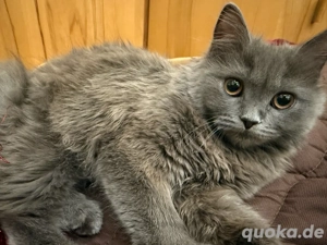 Bkh Bkl weiblich Katze kastriert, gechipt ...