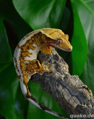 0.1 Kronengecko Red Tricolor 