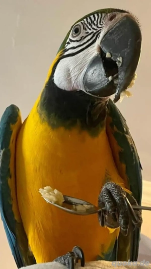 Handzahm Gelbbrustara