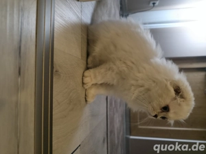 Britisch, gut haarig, süchtig.  Bild 3