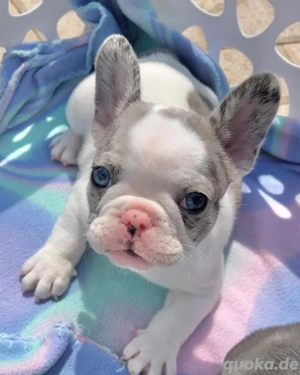 entzückende und gut erzogene französische Bulldoggenwelpen suchen ein Zuhause für immer. Nur ernstha