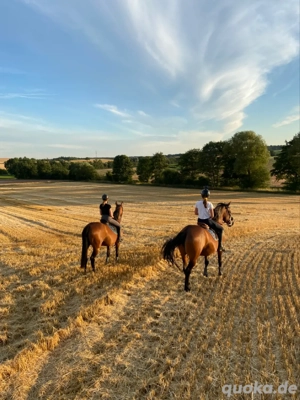 Pferdebeteiligung auf Sport Freizeitpferd oder Pony 