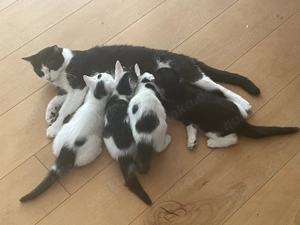 Süsse Katzenbabies abzugeben (Kitten, Weibchen, schwarz-weiß)