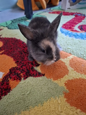 Süße Zwergkaninchen 