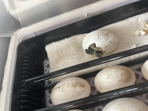 Griechische Schildkröten NZ 2025 !alle für dieses Jahr verkauft! Bild 6