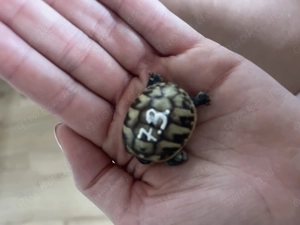 Griechische Schildkröten NZ 2025 !alle für dieses Jahr verkauft! Bild 8