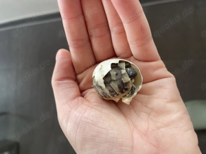 Griechische Schildkröten NZ 2025 !alle für dieses Jahr verkauft! Bild 7