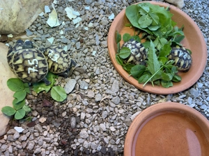 Griechische Schildkröten NZ 2025 !alle für dieses Jahr verkauft! Bild 2