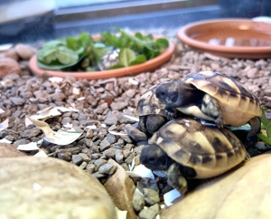 Griechische Schildkröten NZ 2025 !alle für dieses Jahr verkauft! Bild 5