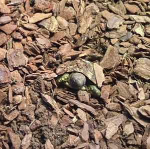 Griechische Schildkröten NZ 2025 !alle für dieses Jahr verkauft! Bild 3