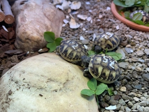 Griechische Schildkröten NZ 2025 !alle für dieses Jahr verkauft! Bild 4