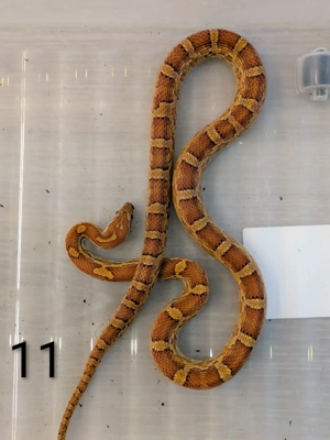 Kornnatter NZ 06 24 Wildfarben