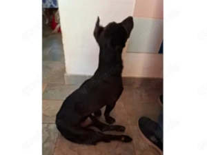 Nerino sucht sein Zuhause (noch auf Sardinien) Bild 4