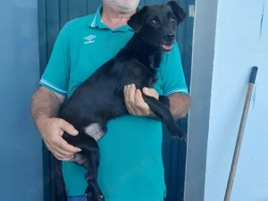 Nerino sucht sein Zuhause (noch auf Sardinien) Bild 3