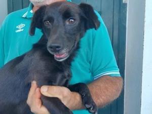 Nerino sucht sein Zuhause (noch auf Sardinien) Bild 2