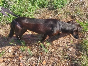 Nerino sucht sein Zuhause (noch auf Sardinien) Bild 5