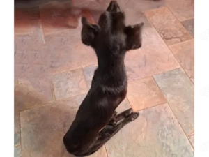 Nerino sucht sein Zuhause (noch auf Sardinien) Bild 6