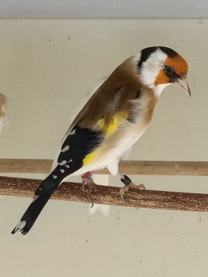 Stieglitz Major-Mutation