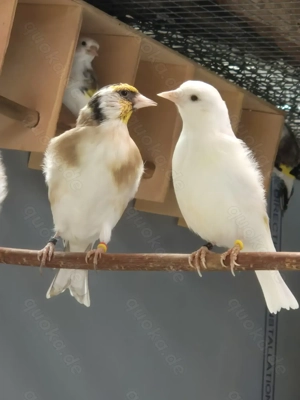 Stieglitz Major-Mutation