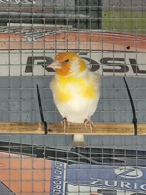 Stieglitz Major-Mutation Bild 4