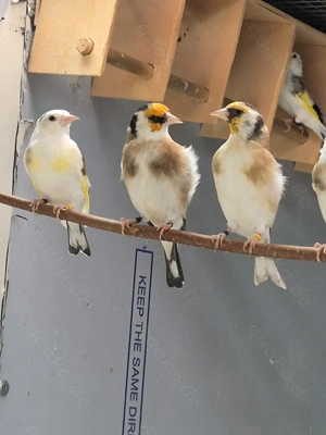 Stieglitz Major-Mutation Bild 3