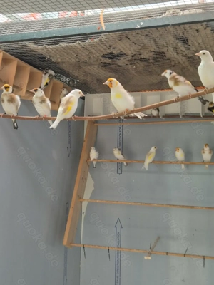 Stieglitz Major-Mutation Bild 6