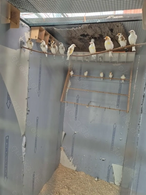 Stieglitz Major-Mutation Bild 7