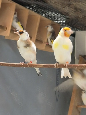 Stieglitz Major-Mutation Bild 5