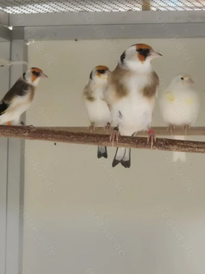 Stieglitz Major-Mutation Bild 10