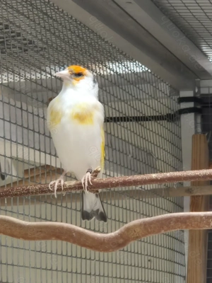 Stieglitz Major-Mutation Bild 8