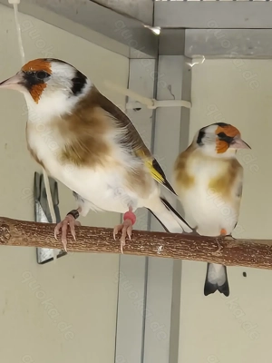 Stieglitz Major-Mutation Bild 9