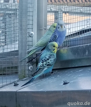 Wellensittich 
