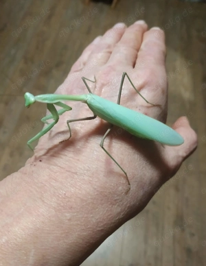 Riesen-, Gottesanbeterin, Mantide, Hierodula membranacea, L4