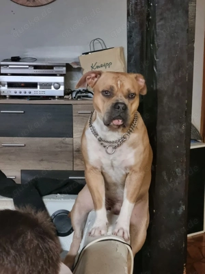 Old Englisch Bulldogge mix Rüde