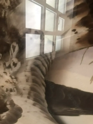 2 antike Reliefbilder von Vögeln Bild 5