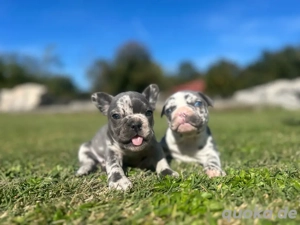 Französische Bulldog 