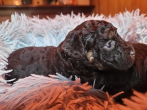 Reinrassige Toypudel Welpen in Choco & Choco Tan  Bild 6