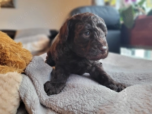 Reinrassige Toypudel Welpen in Choco & Choco Tan  Bild 4