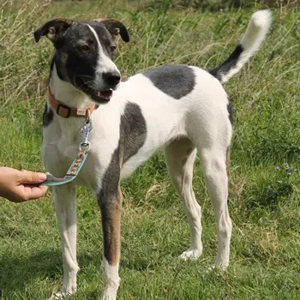 Lacta, geb. ca.03 23, lebt in GRIECHENLAND,auf einer privaten Pflegestelle